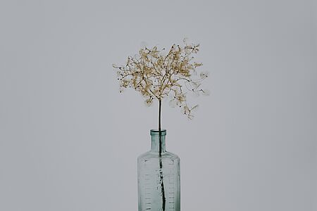Pflanze mit dünnen, grünen Blättern in einer durchsichtigen, leeren Glasflasche.