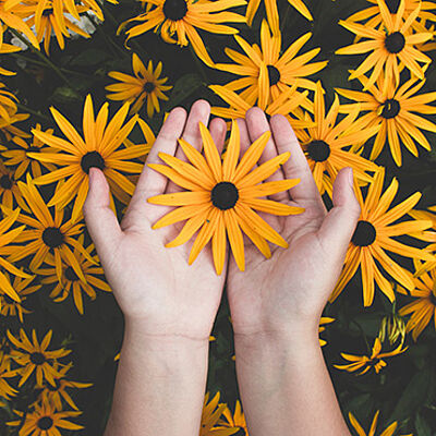 Zwei Hände halten eine Blume, im Hintergrund sind weitere Blumen zu sehen