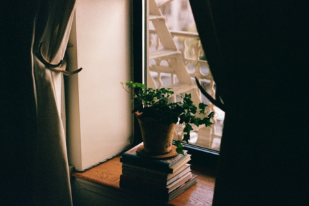 Zimmerpflanze, die auf mehreren Büchern steht, die auf einem Fensterbrett liegen.